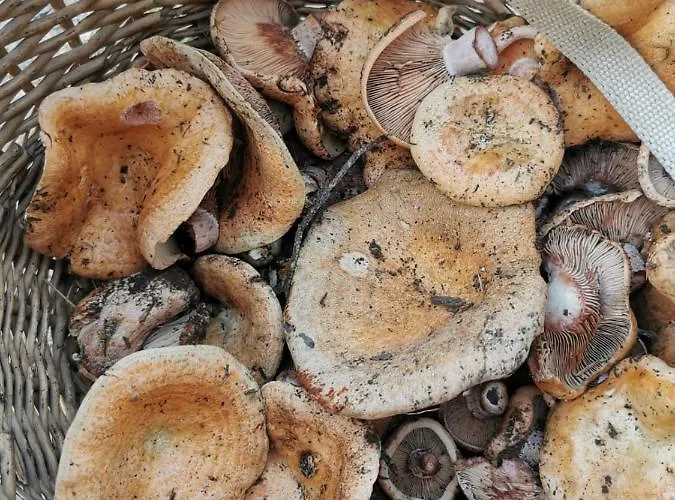 Semesterbostad El Hogar De Mariposas - Vute-22-057 Valdelinares (Aragon)